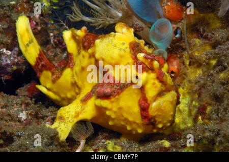 Giallo Rana pescatrice presenta verrucosa, Antennarius maculatus, Lembeh strait, Nord Sulawesi, Indonesia Foto Stock