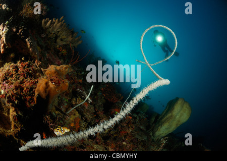 Scuba Diver e filo di corallo, Stichopathes sp., Lembeh strait, Nord Sulawesi, Indonesia Foto Stock