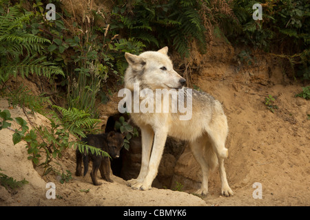 Regno Unito, Inghilterra, Bedfordshire, Woburn Safari Park, femmina Iberaina wolf Canis lupus signatus e cub all ingresso di den Foto Stock