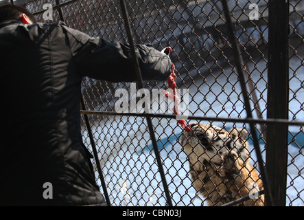 Alimentazione di una tigre siberiana, Harbin, Cina Foto Stock