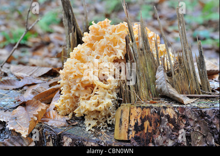 Legno (cavolfiore Sparassis crispa) cresce su uno stub di pino in autunno Foto Stock