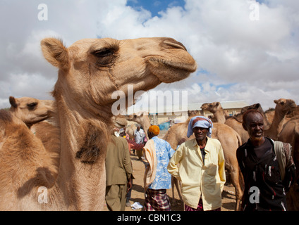 Mercato del bestiame in cammello Hargeisa Trading Somaliland Foto Stock