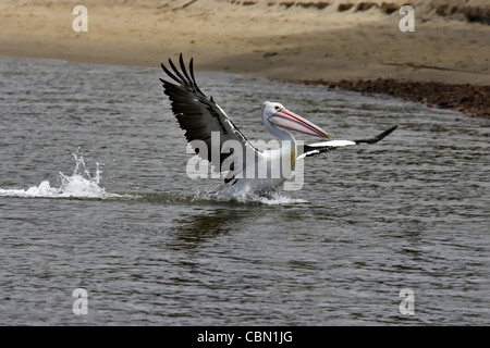 Australian Rosa Pelican ( Pelicanus conspicillatus ) lo sbarco su acqua Foto Stock
