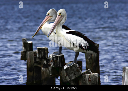 Australian pellicani (Pelecanus conspicillatus) su tralicci in legno, Australia occidentale Foto Stock