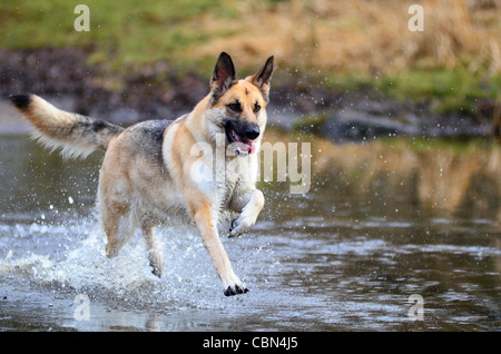 Pastore Tedesco cane che corre attraverso l'acqua. Cane alsaziano schizzi attraverso l acqua Foto Stock