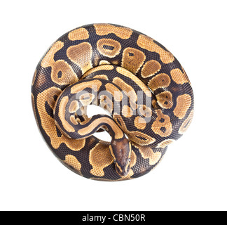 Royal Python, o sfera (Python Python regius), in studio contro uno sfondo bianco. Foto Stock