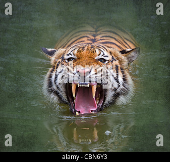 La tigre di Sumatra (Panthera tigris sumatrae). Le tigri di Sumatra sono una sottospecie distinta di tiger si trovano solo l isola di Sumatra. Foto Stock