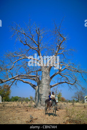 Due ragazzi su un asino nella parte anteriore di un baobab, Angola Foto Stock