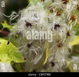 Testa di seme di una Wild Clematis vitalba, un arbusto da arrampicata chiamato anche Old man's Beard e Traveler's Joy, Inghilterra, Regno Unito Foto Stock