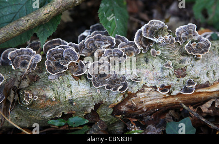 La Turchia di coda (fungo Trametes versicolor) Foto Stock