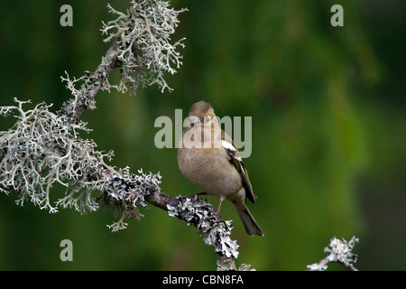 (Fringuello Fringilla coelebs) femmina appollaiato sul ramo coperti con il lichen, Svezia Foto Stock