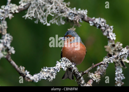 (Fringuello Fringilla coelebs) maschio appollaiato sul ramo coperti con il lichen, Svezia Foto Stock