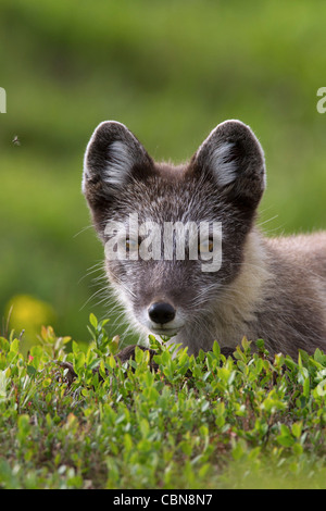 Close-up of Arctic fox (Vulpes lagopus / Alopex lagopus) on the tundra in summer, Lapland, Sweden Foto Stock