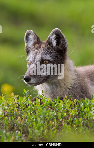 Close-up di Arctic Fox (Vulpes vulpes lagopus / Alopex lagopus) sulla tundra in estate, Lapponia, Svezia Foto Stock