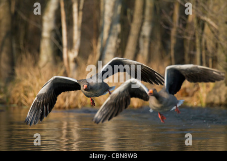 Oca Graylag / graylag goose (Anser anser) inseguono concorrente di distanza dal lago, Germania Foto Stock