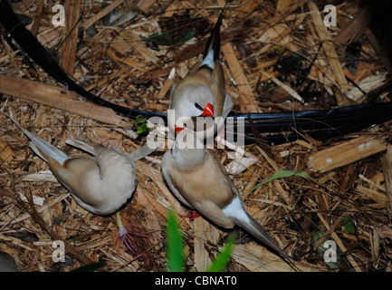 Fawn albero-tail Finch trio nome latino Poephila acuticauda Foto Stock