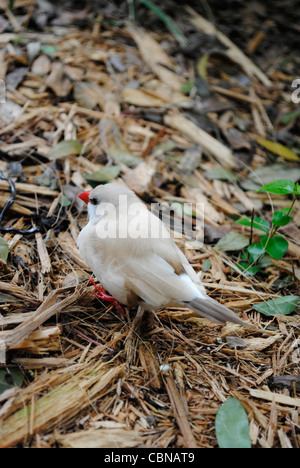 Fawn albero-tail Finch nome latino Poephila acuticauda Foto Stock
