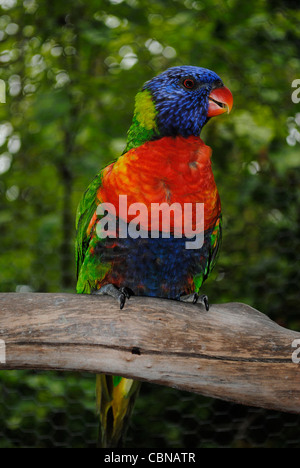 Rainbow lorikeet (Trichoglossus haematodus) appollaiato su un ramo Foto Stock