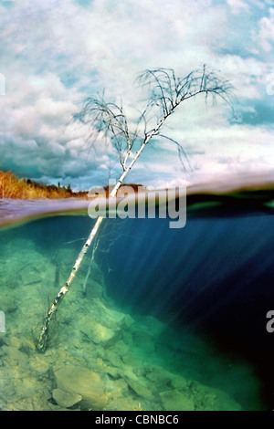 A livello diviso, nel bosco allagato Foto Stock