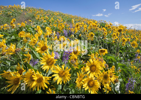 Prati a est di Mosier, Oregon in Columbia River Gorge Foto Stock