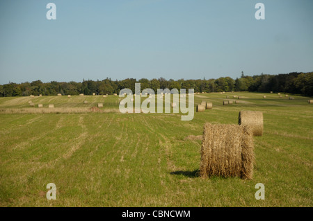 Bails fieno vengono laminati in un fielding Prince Edward Island, Canada. Foto Stock