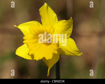 Wild daffodil, la quaresima lily / Narcissus pseudonarcissus / Gelbe Narzisse, Osterglocke Foto Stock