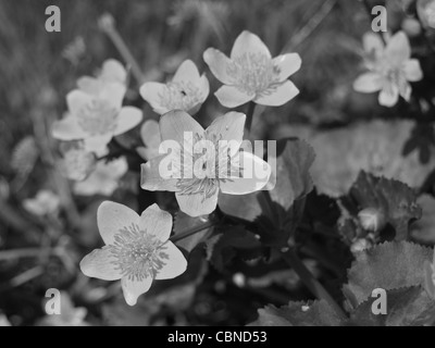 In bianco e nero di close-up da un Kingcup / Marsh / Marigold Caltha palustris / Sumpfdotterblume schwarz / weiß Foto Stock