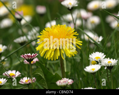 Comune di tarassaco e margherite / Taraxacum sez. Ruderalia, Bellis perennis / Gewöhnlicher Löwenzahn und Gänseblümchen Foto Stock