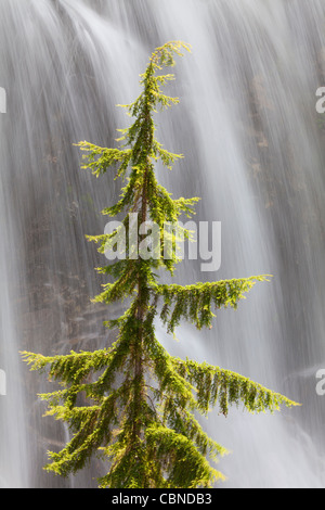 Cascata alla fine dell'Agnese Gorge Trail, Stehekin, Washington Foto Stock