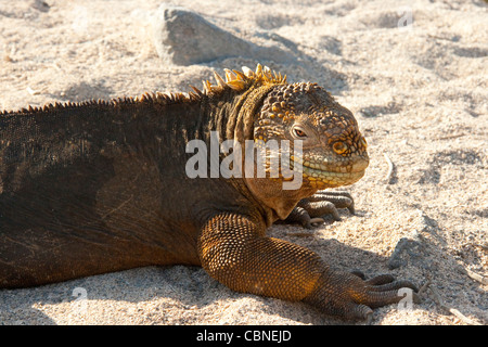 Le Galapagos iguane marine Amblyrhynchus cristatus Foto Stock