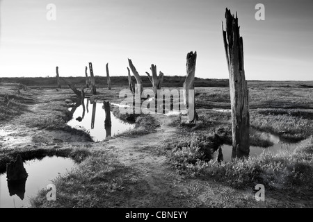 Immagine presa a Thorndon in Norfolk. Foto Stock