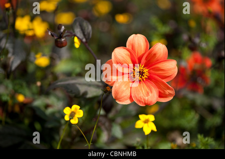 Dahlia 'Vescovo di Oxford' in crescita con Bidens, Beggarsticks Foto Stock