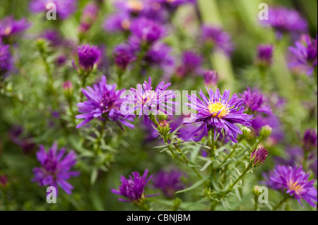 Aster novi-belgii, 'Chequers', Michaelmas margherite Foto Stock