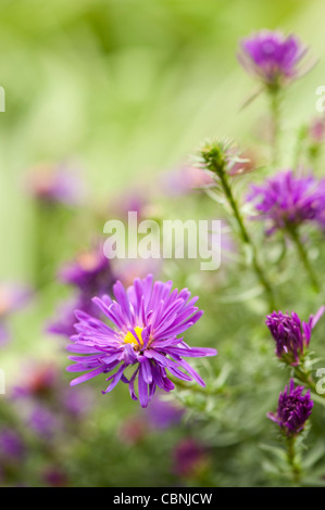 Aster novi-belgii, 'Chequers', Michaelmas margherite Foto Stock