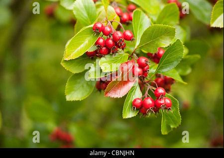 Crataegus persimilis 'Prunifolia', di Latifoglie Cockspur Thorn 'Prunifolia' Foto Stock