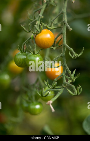 Pianta di pomodoro, Solanum lycopersicum 'Sungold' Foto Stock