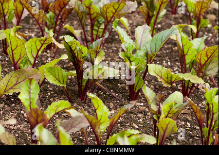 Barbabietola, Beta vulgaris " Gheppio' ibrido F1 Foto Stock