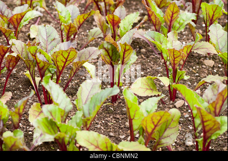 Barbabietola, Beta vulgaris " Gheppio' ibrido F1 Foto Stock