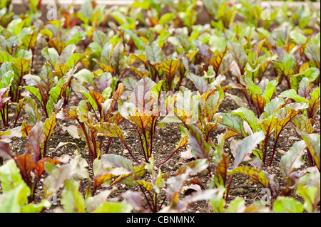 Letto misto di varietà di barbabietole, Beta vulgaris, inclusi "Gheppio' ibrido F1 Foto Stock