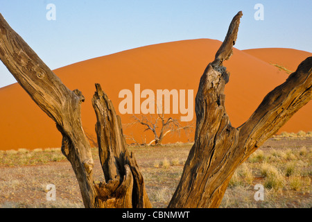 Gli alberi morti a duna 45, Parco Namib-Naukluft, Namibia Foto Stock