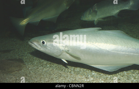 Green Merluzzo giallo Pollachius pollachius SEA LIFE Blackpool, Promenade, Blackpool, Lancashire, FY1 5AA, England, Regno Unito Foto Stock