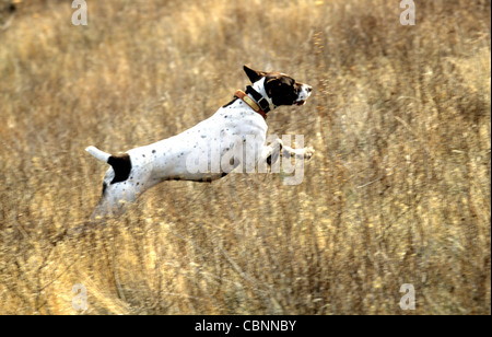 Il tedesco shorthair pointer in esecuzione Foto Stock
