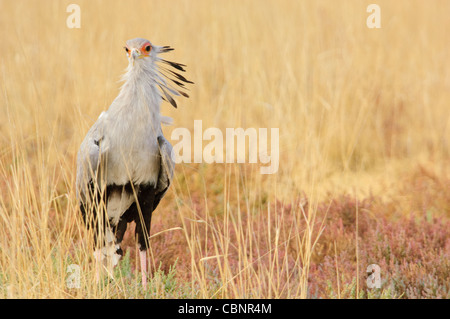 Secretarybird nel Parco Nazionale Etosha, Namibia. Foto Stock