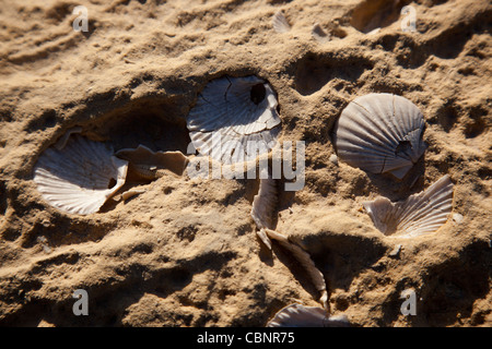 Guscio fossili incorporato nella superficie rocciosa nella costa nord occidentale di Gozo a Malta. Foto Stock