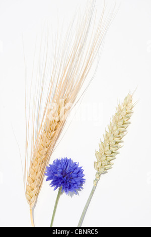 La segale, grano e di Fiordaliso Foto Stock