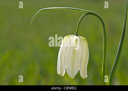 A quadretti bianchi daffodil (Fritillaria meleagris) Foto Stock