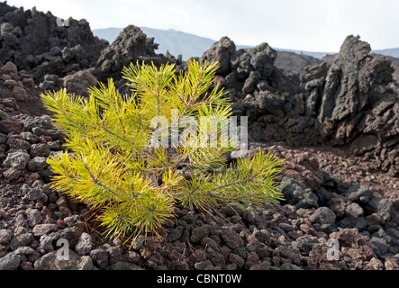 Albero giovane nel flusso di lava Foto Stock