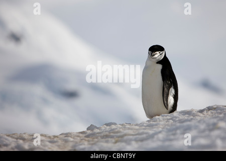 Pinguini Chinstrap Pygoscelis antarcticus paesaggio non selvatici captive Foto Stock
