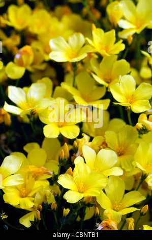 Linum flavum Compactum Dwarf Golden Lino fiore giallo fiore alpino fiore pianta perenne Foto Stock