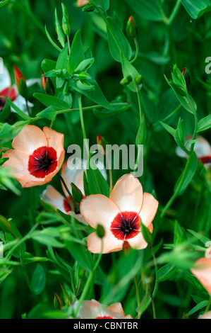 Linum grandiflorum incantatore salmone fiori piante fiorite perenni fioriture arancione pallido lampadine lino peach colorata colorata Foto Stock